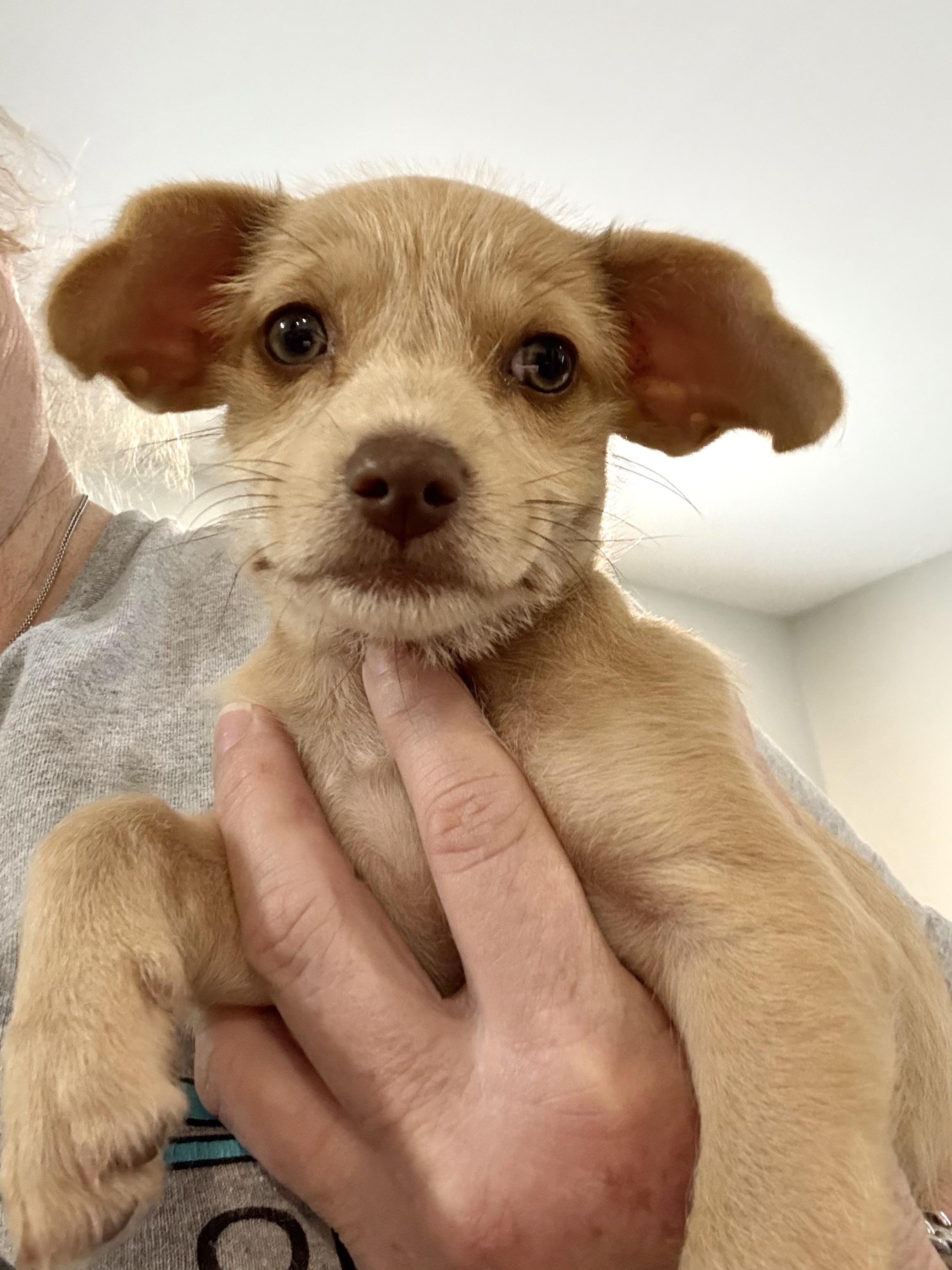 Scruffy tiny puppies Mindy & Bindy! photo 4