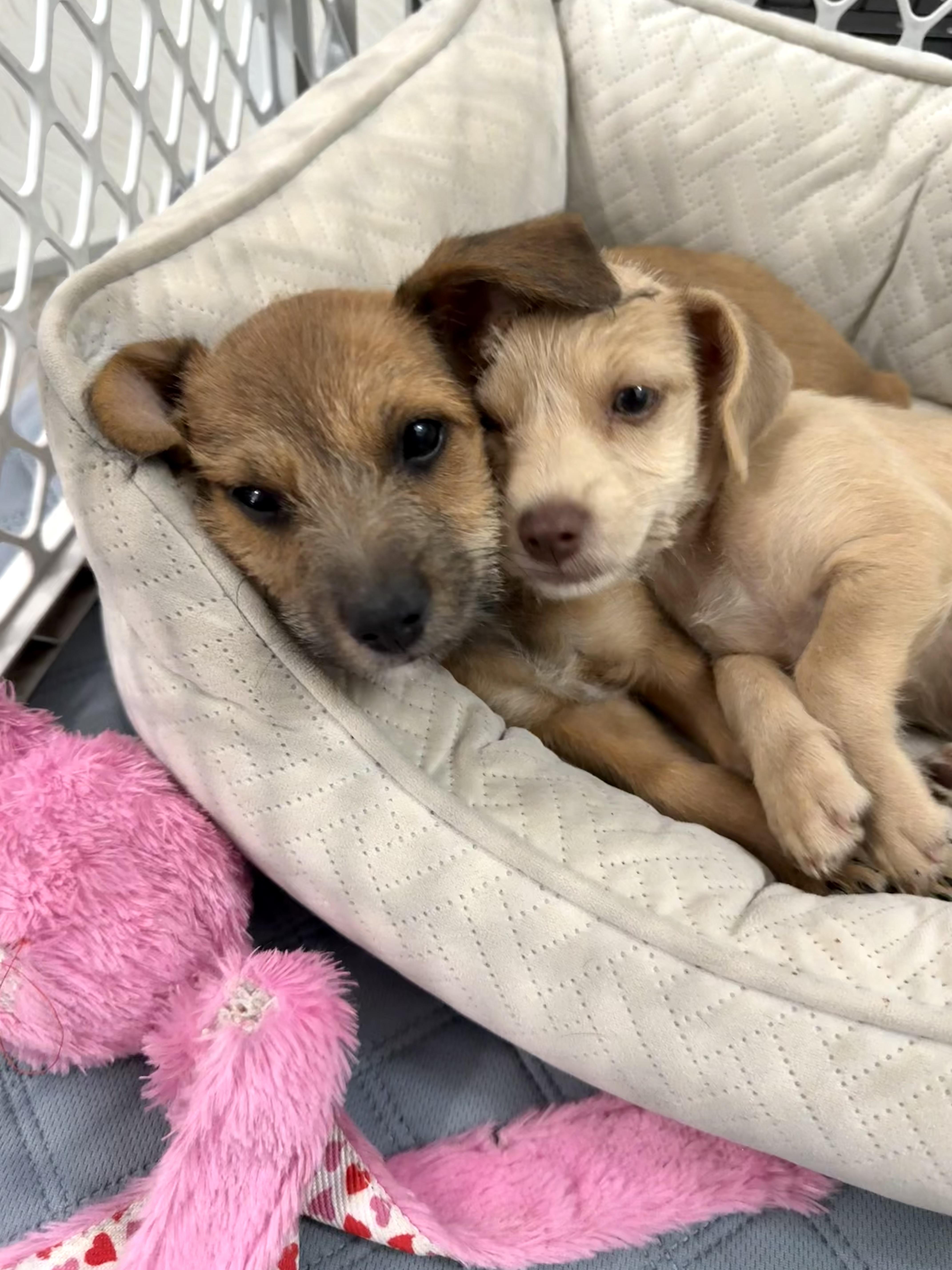 Scruffy tiny puppies Mindy & Bindy!, Baby Female Cairn Terrier