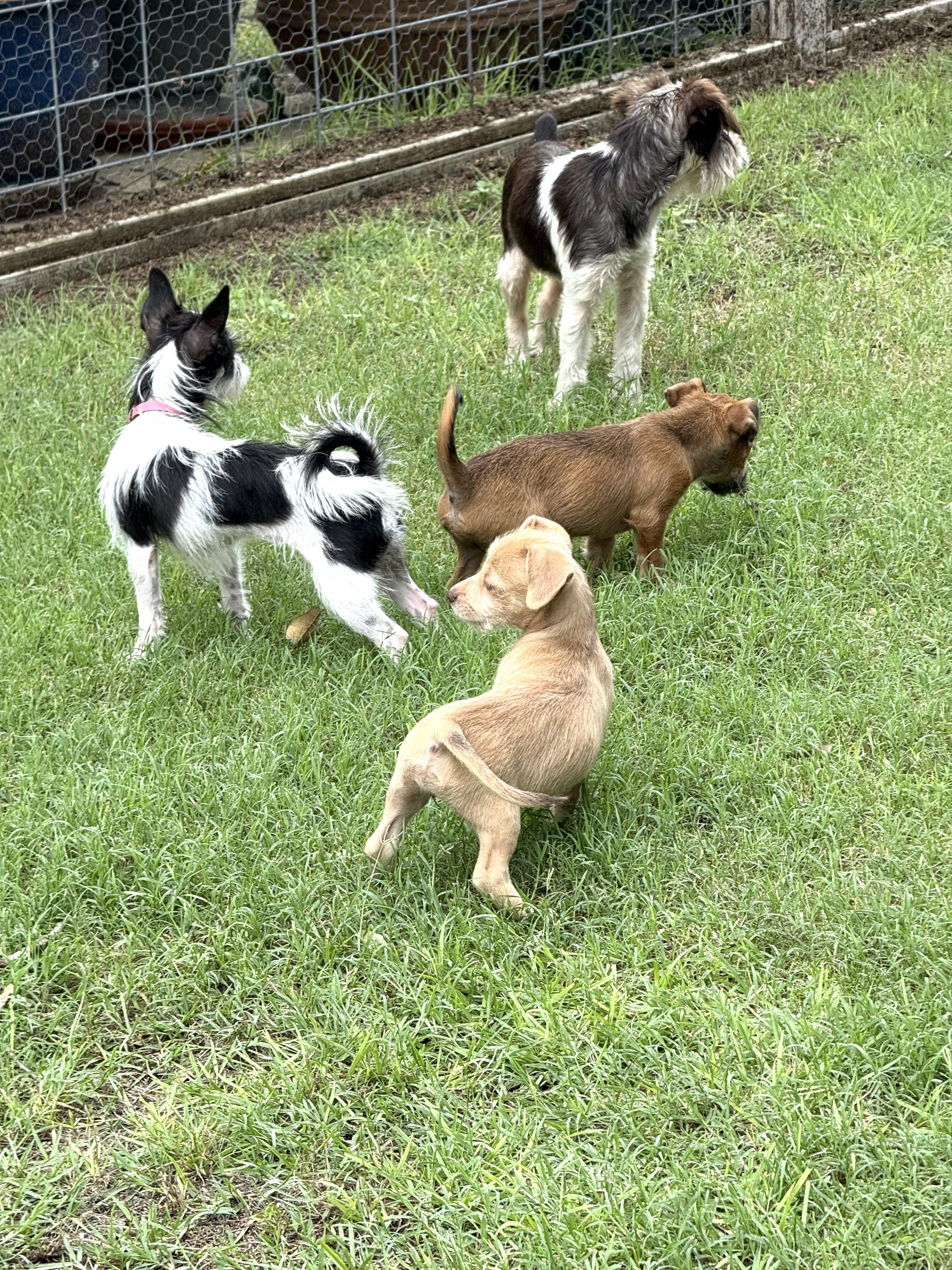 Scruffy tiny puppies Mindy & Bindy! photo 6