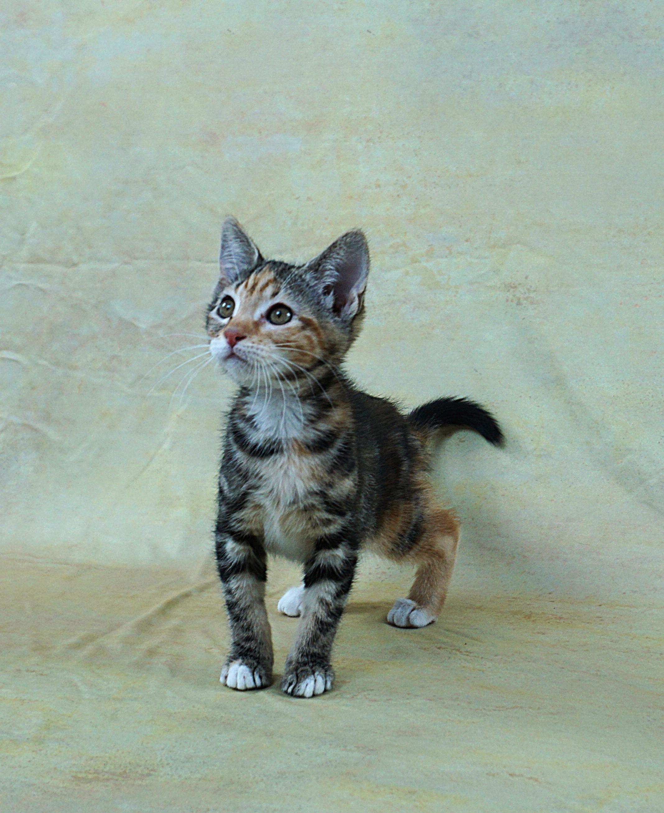 Enlarge MERRY - GREAT LOOKS AND PERSONALITY, a ADOPTABLE Domestic Short Hair in Plano, TX image 4/6