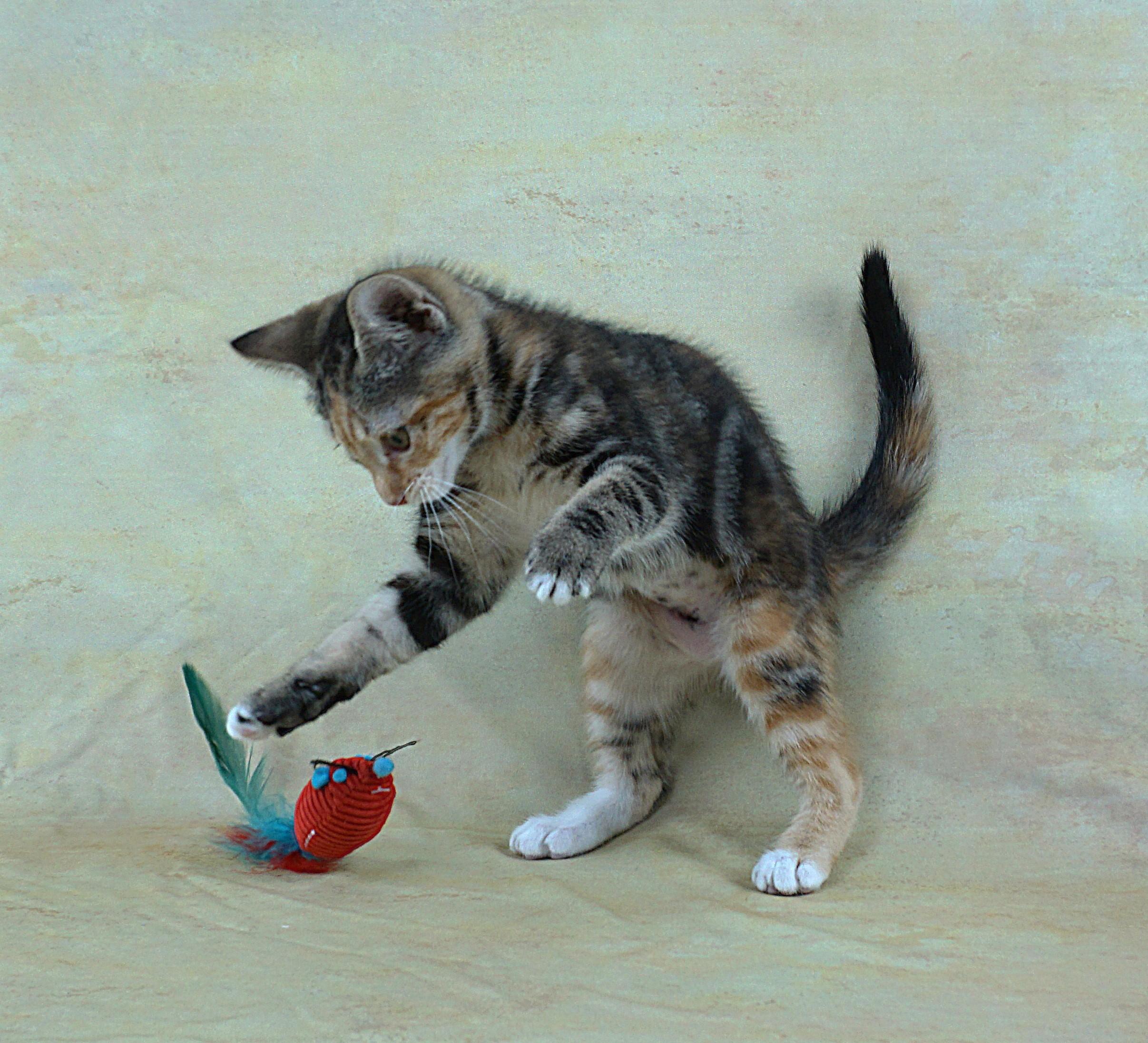 Enlarge MERRY - GREAT LOOKS AND PERSONALITY, a ADOPTABLE Domestic Short Hair in Plano, TX image 6/6