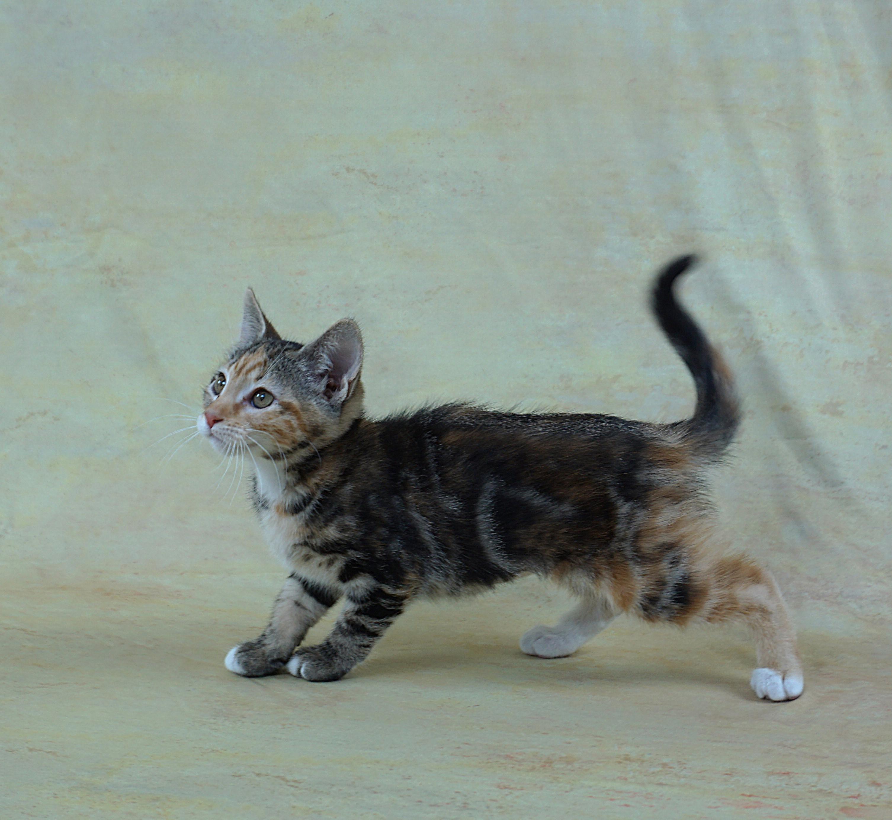 Enlarge MERRY - GREAT LOOKS AND PERSONALITY, a ADOPTABLE Domestic Short Hair in Plano, TX image 5/6
