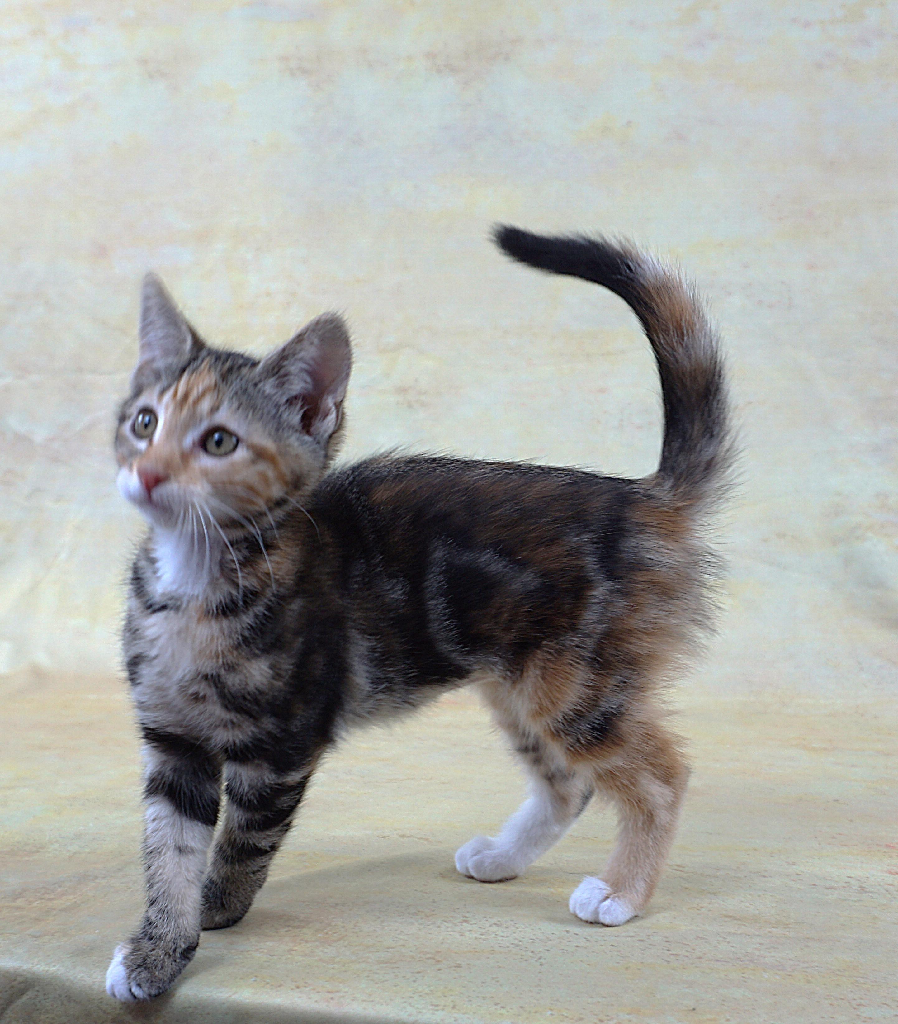 Enlarge MERRY - GREAT LOOKS AND PERSONALITY, a ADOPTABLE Domestic Short Hair in Plano, TX image 1/6
