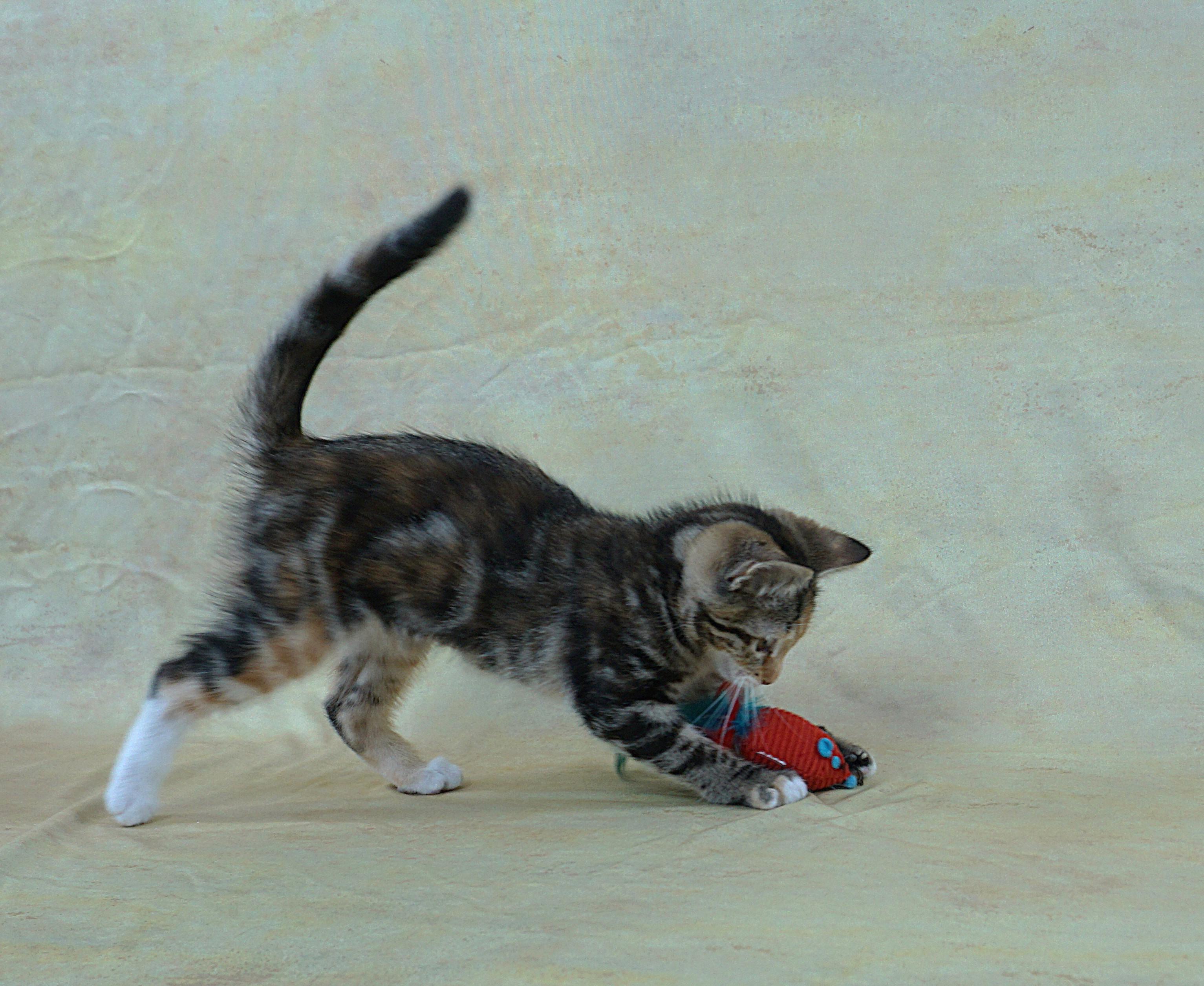 Enlarge MERRY - GREAT LOOKS AND PERSONALITY, a ADOPTABLE Domestic Short Hair in Plano, TX image 3/6