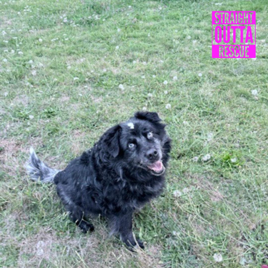 Enlarge Sky, a Adoptable mixed breed in Vancouver, BC image 5/6
