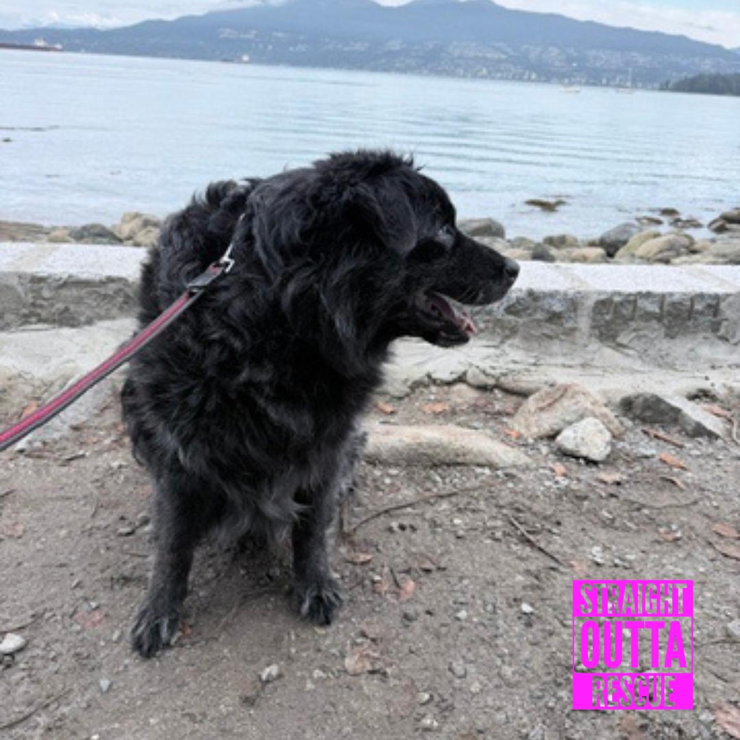 Enlarge Sky, a Adoptable mixed breed in Vancouver, BC image 3/6