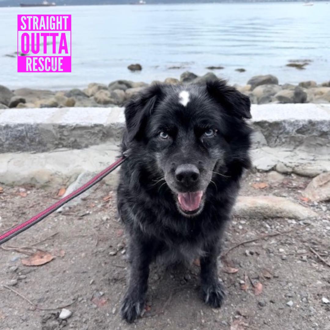 Sky, Adoptable, Senior Male Australian Shepherd.
