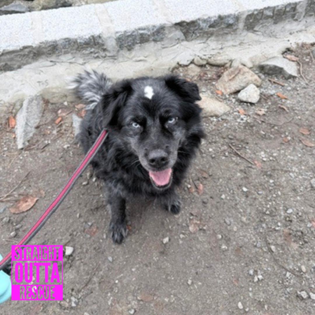 Enlarge Sky, a Adoptable mixed breed in Vancouver, BC image 4/6
