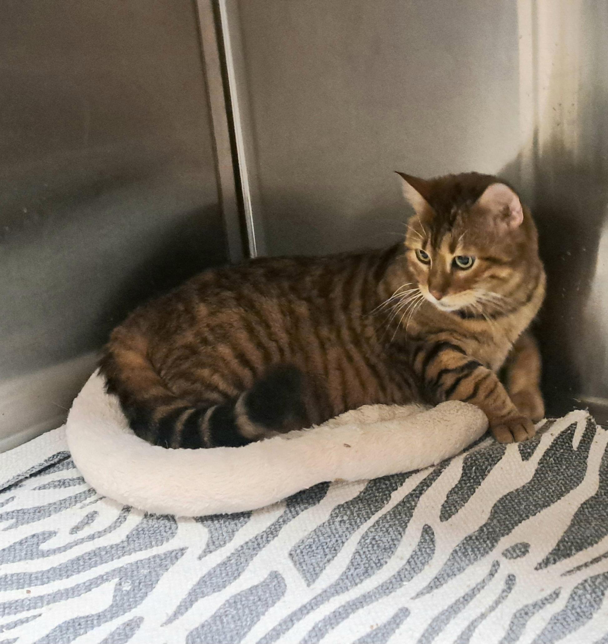 Enlarge Mama and Squeek, a Adoptable Toyger in Riverside, CA image 4/6