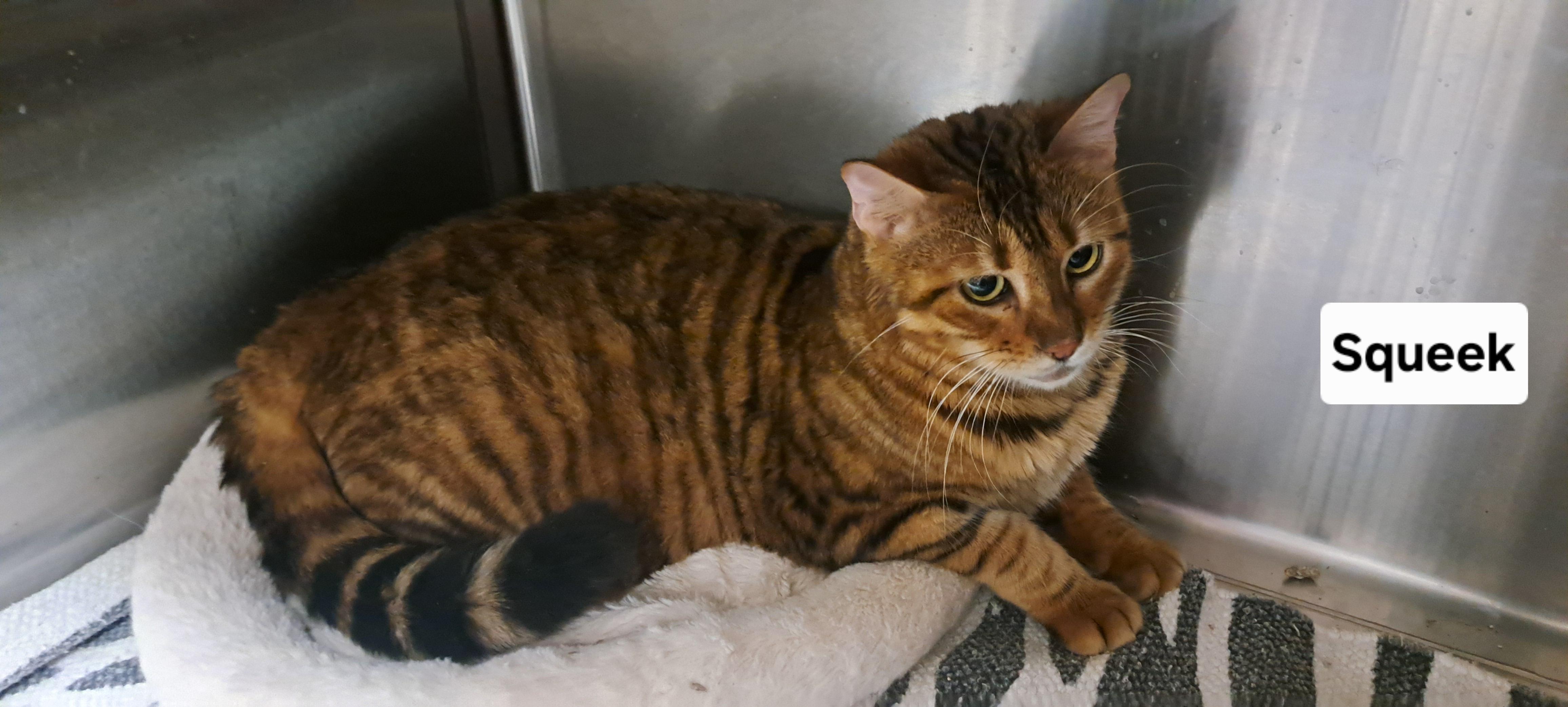 Mama and Squeek, Adoptable, Adult Male Toyger.