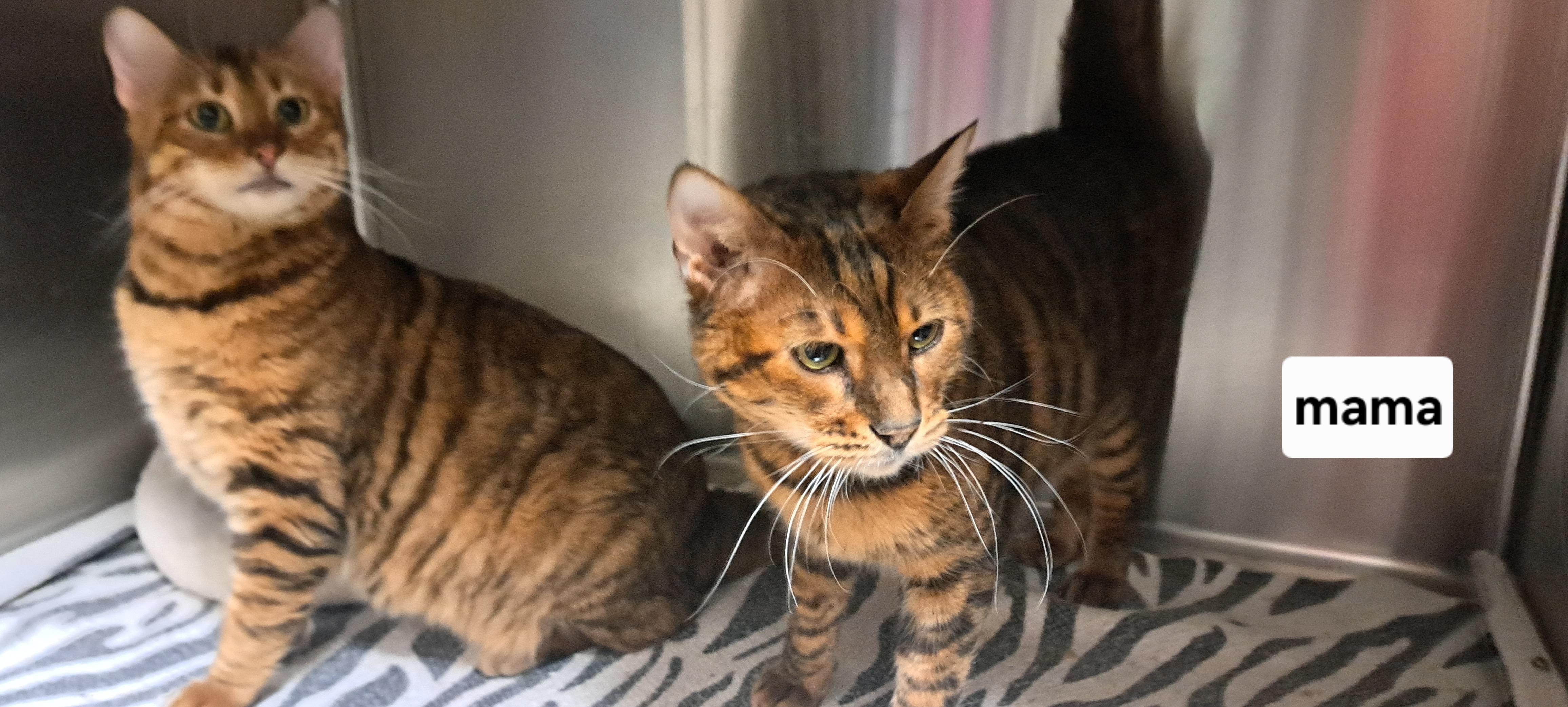 Enlarge Mama and Squeek, a Adoptable Toyger in Riverside, CA image 2/6