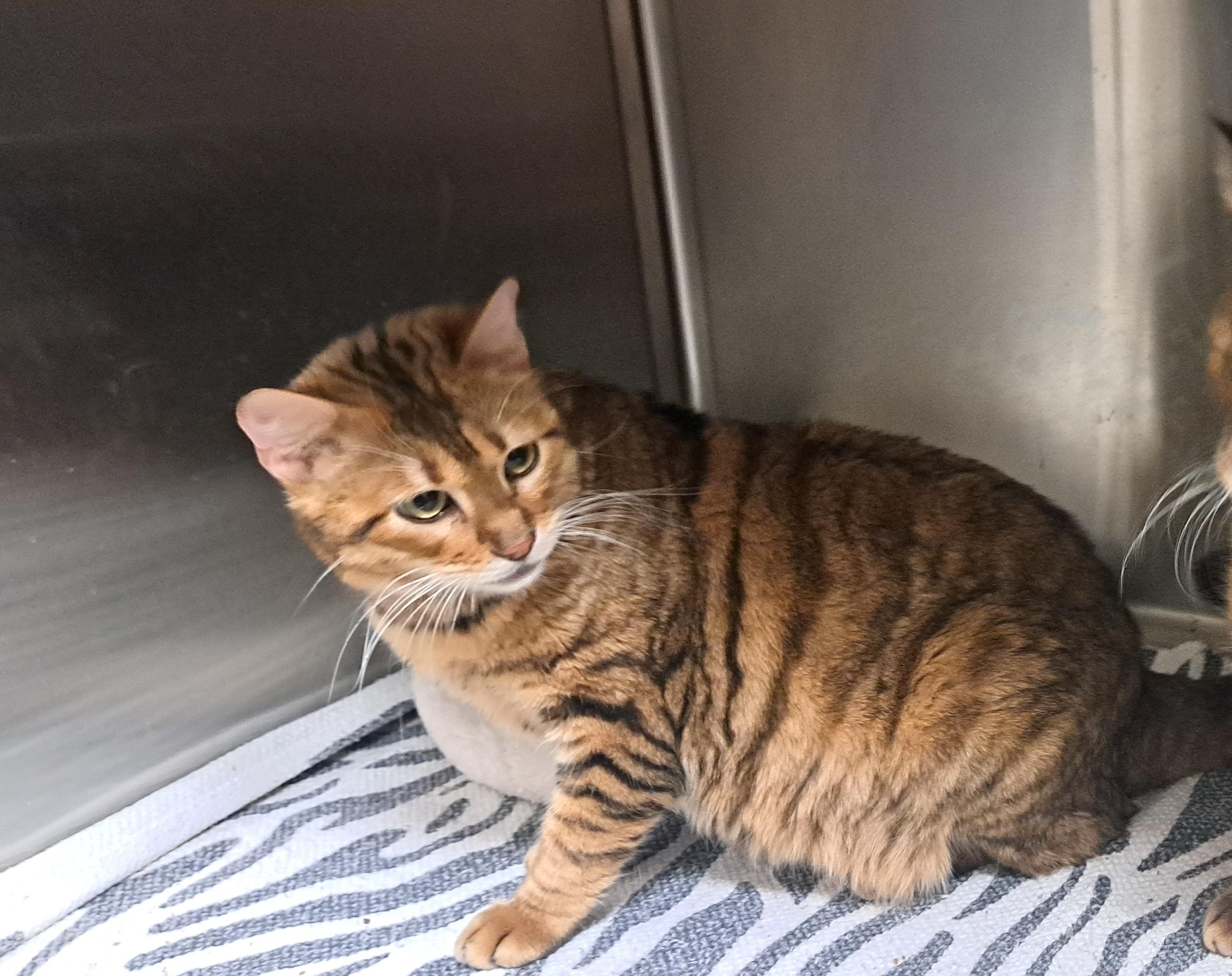 Enlarge Mama and Squeek, a Adoptable Toyger in Riverside, CA image 3/6