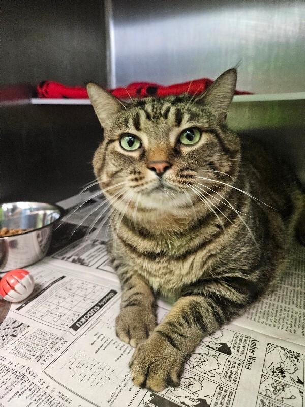 Smokey, a Adoptable Domestic Short Hair in Jackson, TN image 1/3