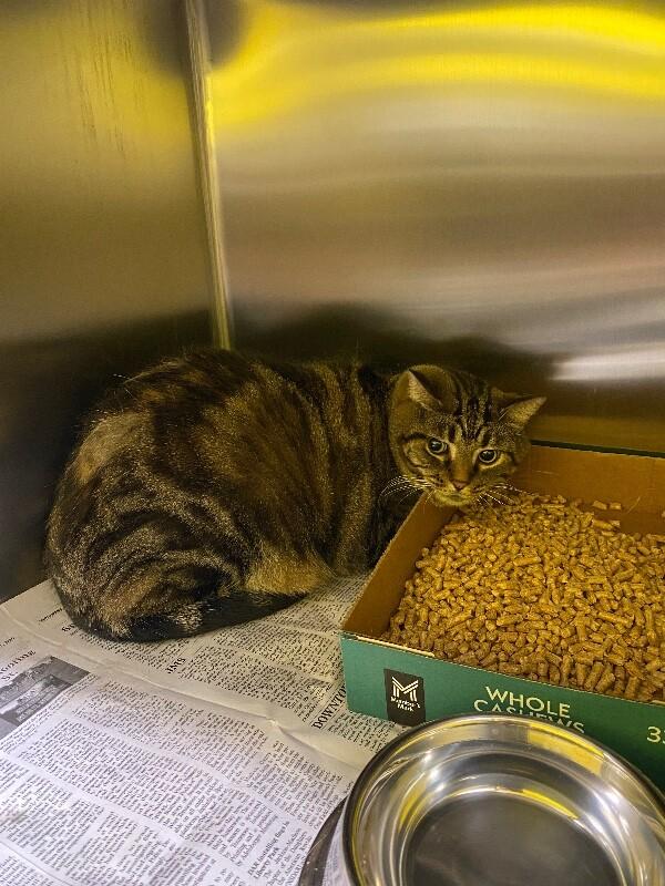 Smokey, a Adoptable Domestic Short Hair in Jackson, TN image 2/3