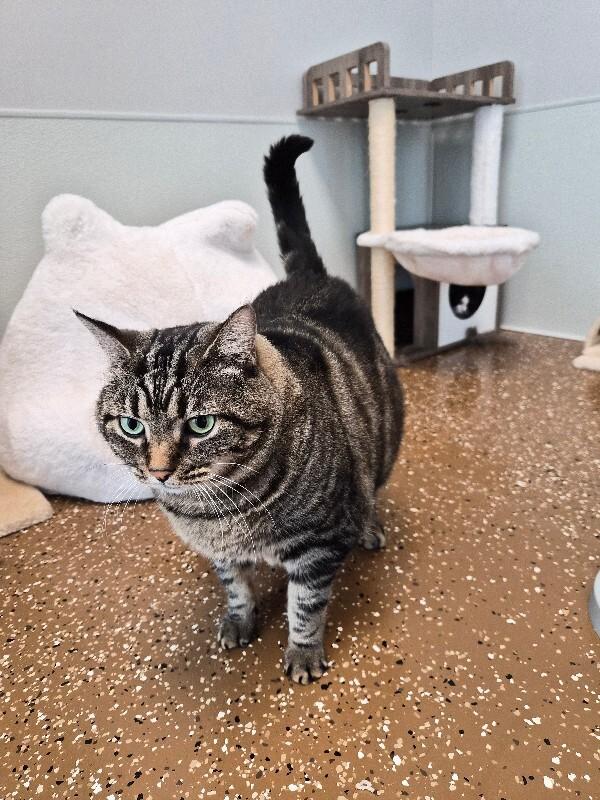 Smokey, a Adoptable Domestic Short Hair in Jackson, TN image 3/3