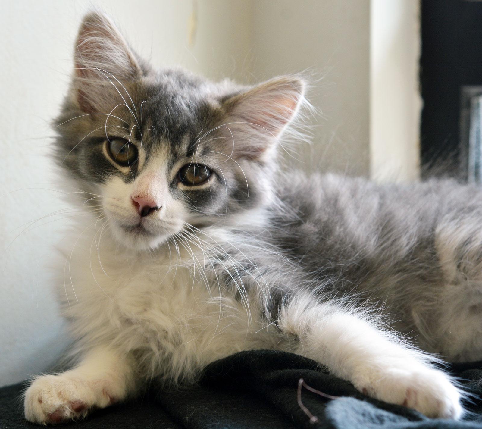 Enlarge JEREMY, an adopted Domestic Medium Hair in San Clemente, CA image 1/2