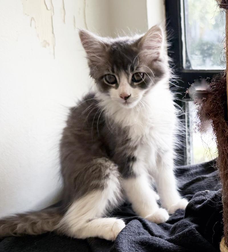 Enlarge JEREMY, an adopted Domestic Medium Hair in San Clemente, CA image 2/2