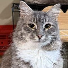 Flora, a Adopted Domestic Medium Hair in Bethlehem, PA image 1/2