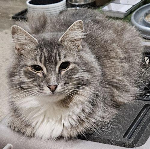 Flora, a Adopted Domestic Medium Hair in Bethlehem, PA image 2/2