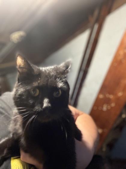 Enlarge Nicholas, a Adoptable mixed breed in South Bend, IN image 1/1