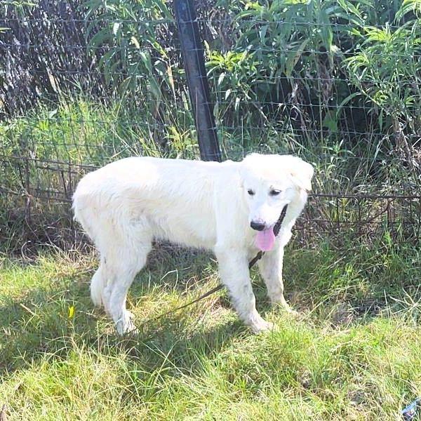 Bibi, Adoptable, Young Female Great Pyrenees.