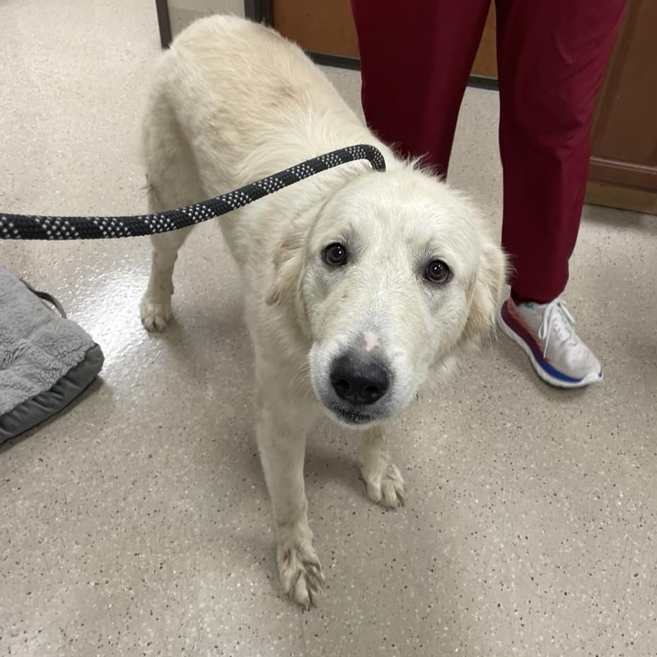 Enlarge Bibi, a Adoptable Great Pyrenees in Whitewright, TX image 3/3