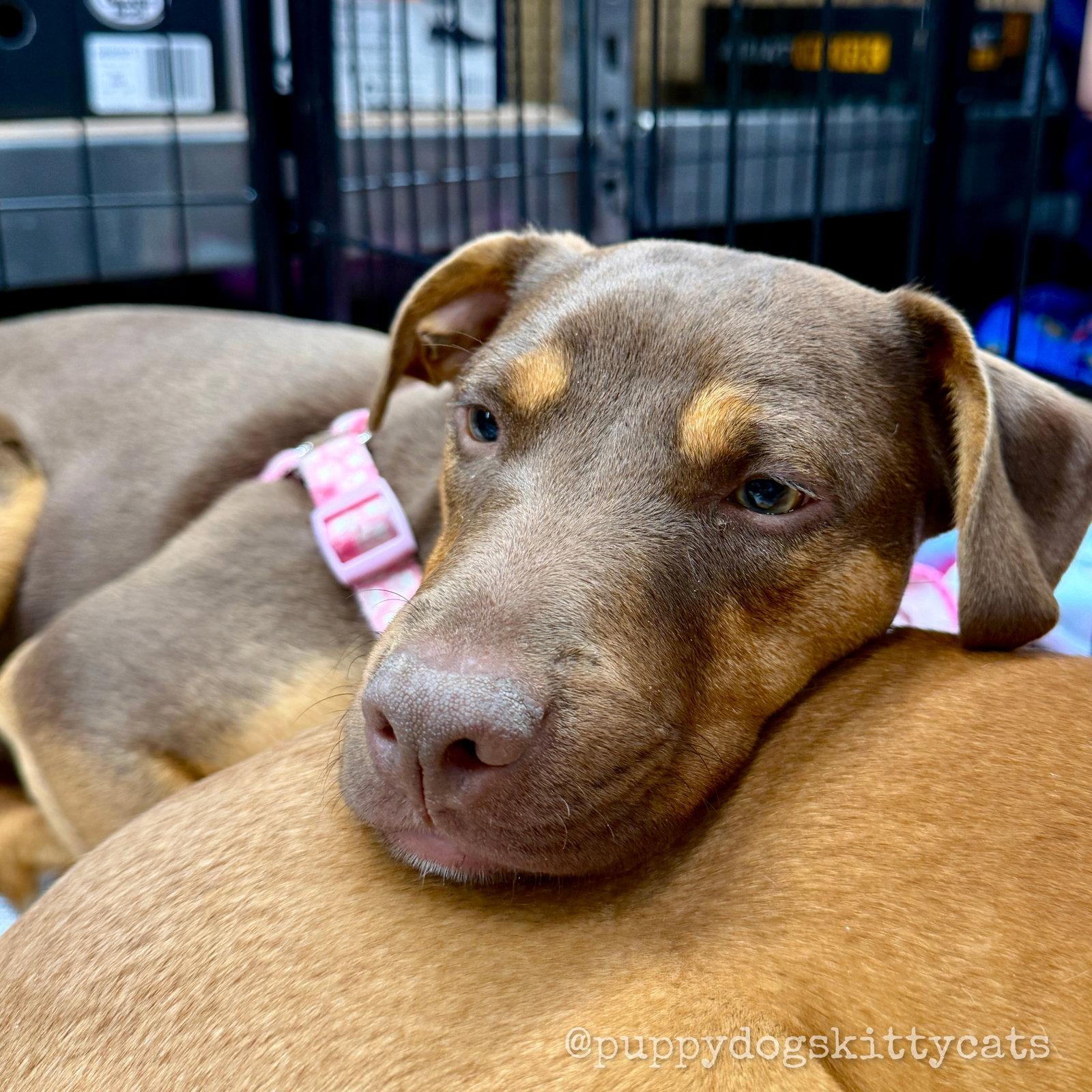 Sage, Adopted, Young Female Labrador Retriever & American Bulldog.
