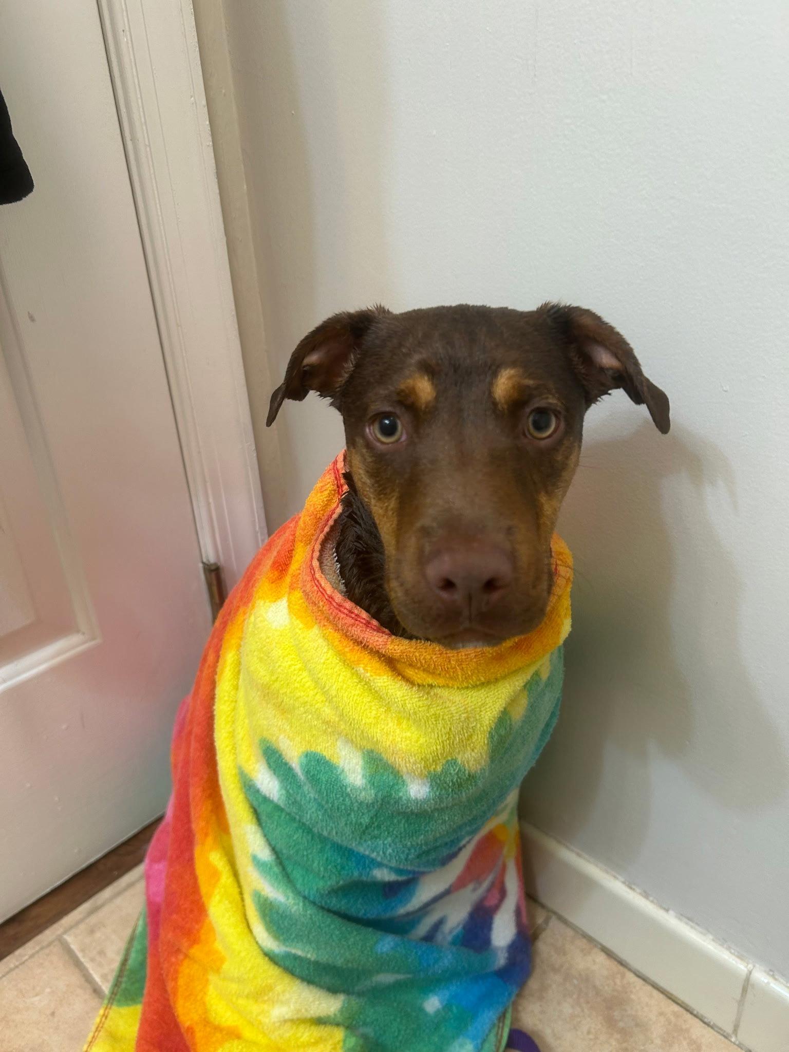 Sage, a Adopted mixed breed in Tarrytown, GA image 3/3