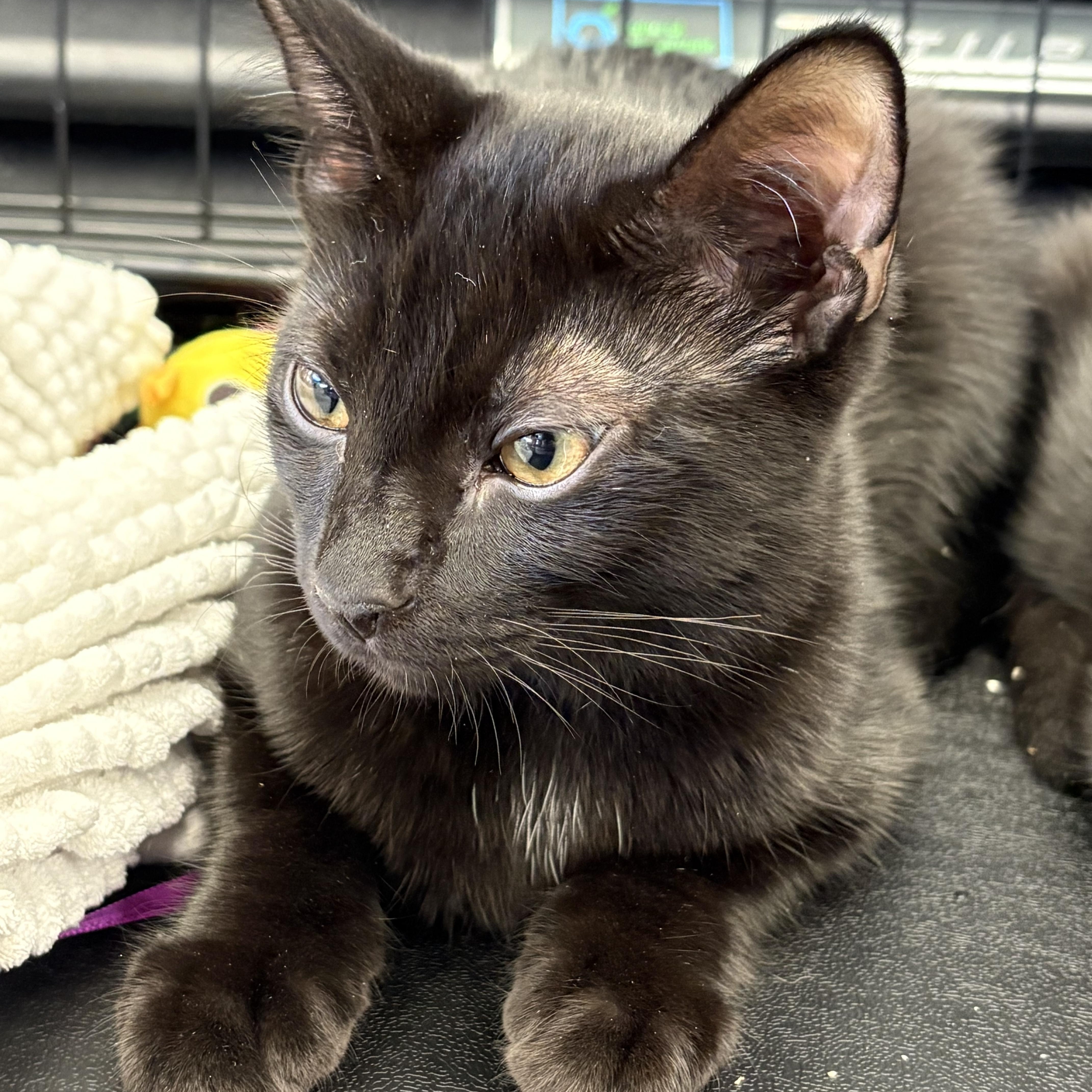 Onyx, Adoptable, Kitten Male Domestic Short Hair.