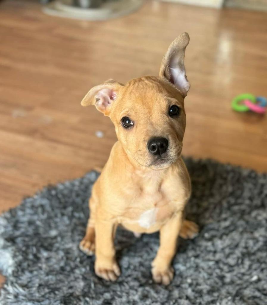 Jermaine, Adoptable, Puppy Male Mixed Breed.