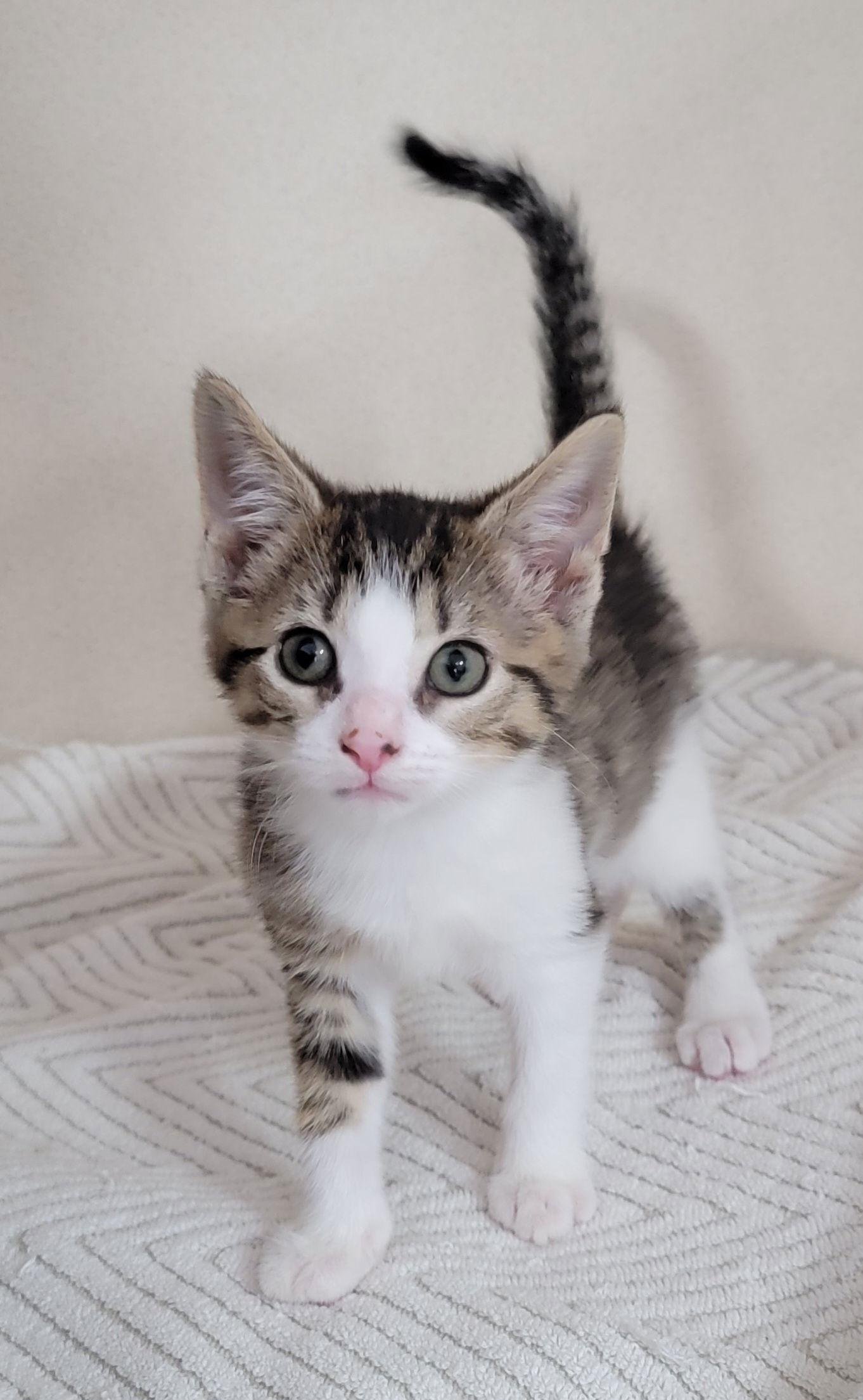 Marble, Adopted, Young Female Domestic Short Hair.