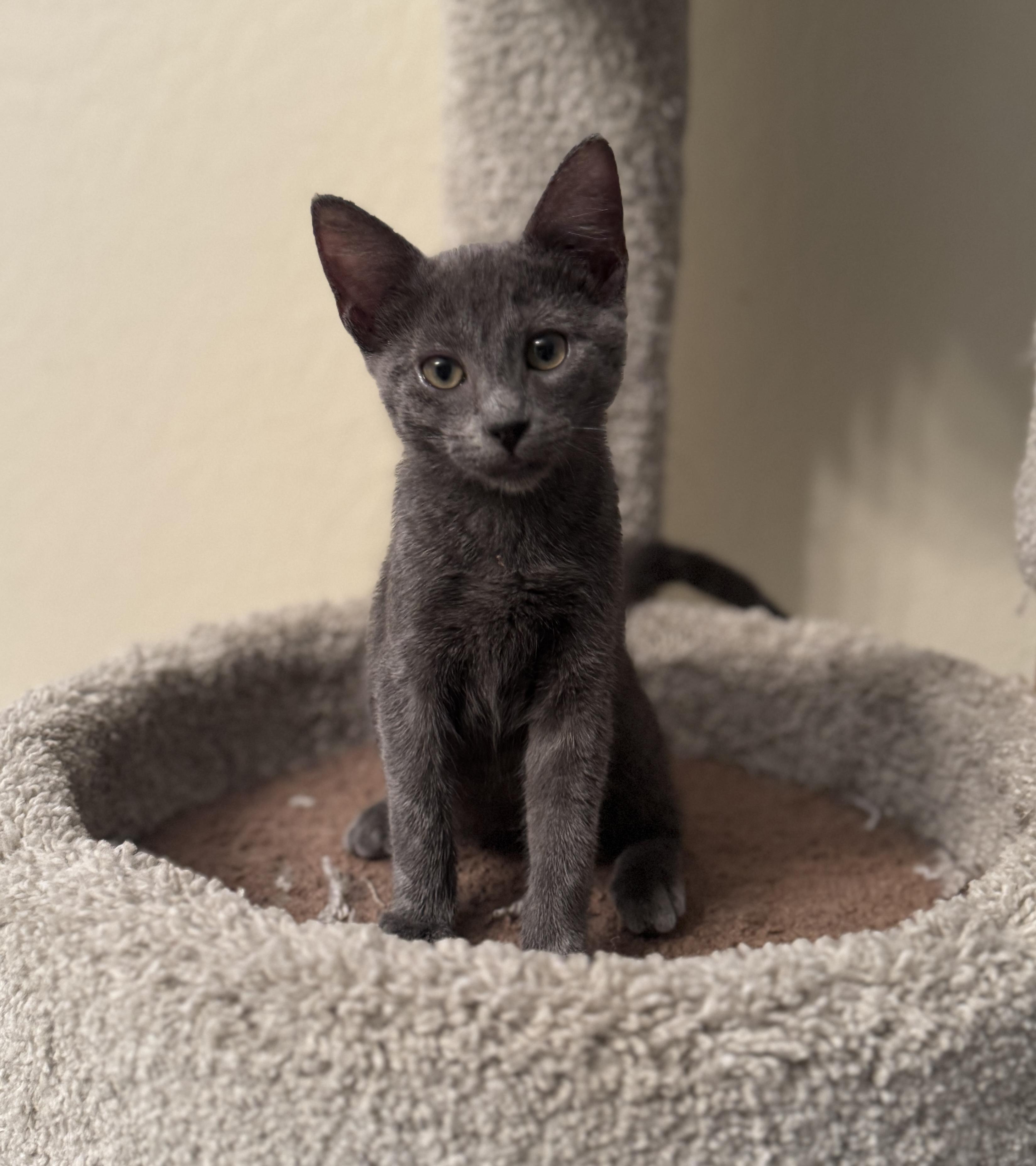 Puddles, adopted, Kitten Male Domestic Short Hair.