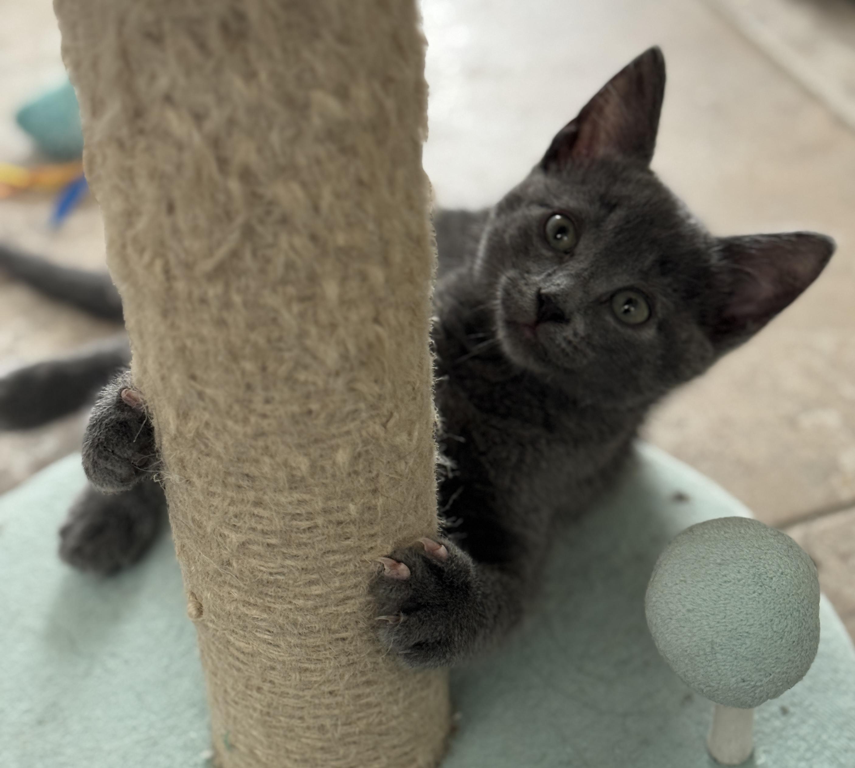 Enlarge Puddles, an adopted mixed breed in Youngtown, AZ image 3/3