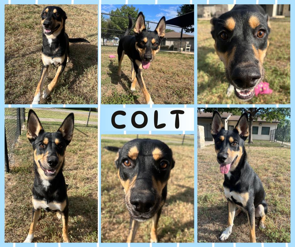Colt, Adoptable, Young Male Shepherd.