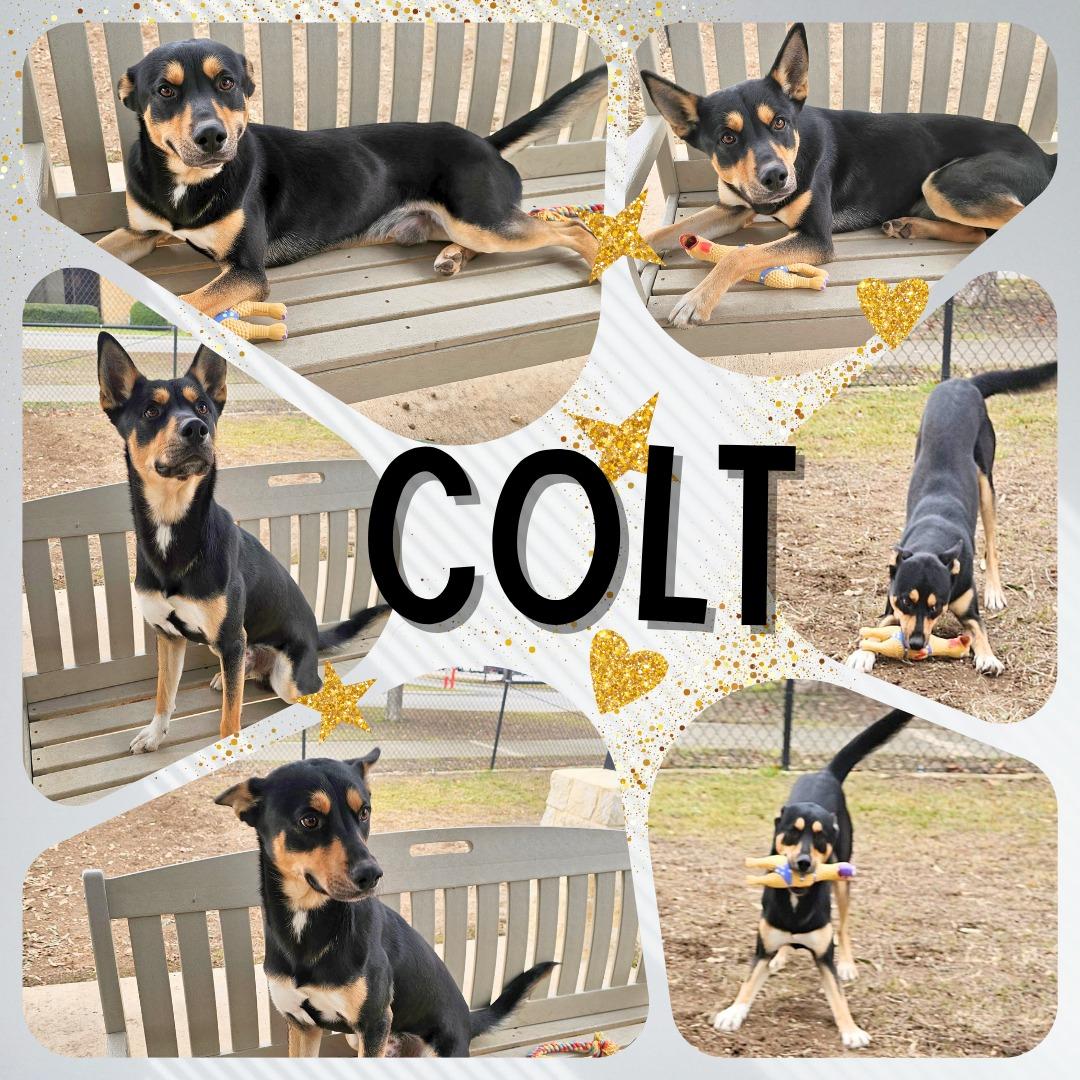 Enlarge Colt, an adopted mixed breed in Universal City, TX image 2/2