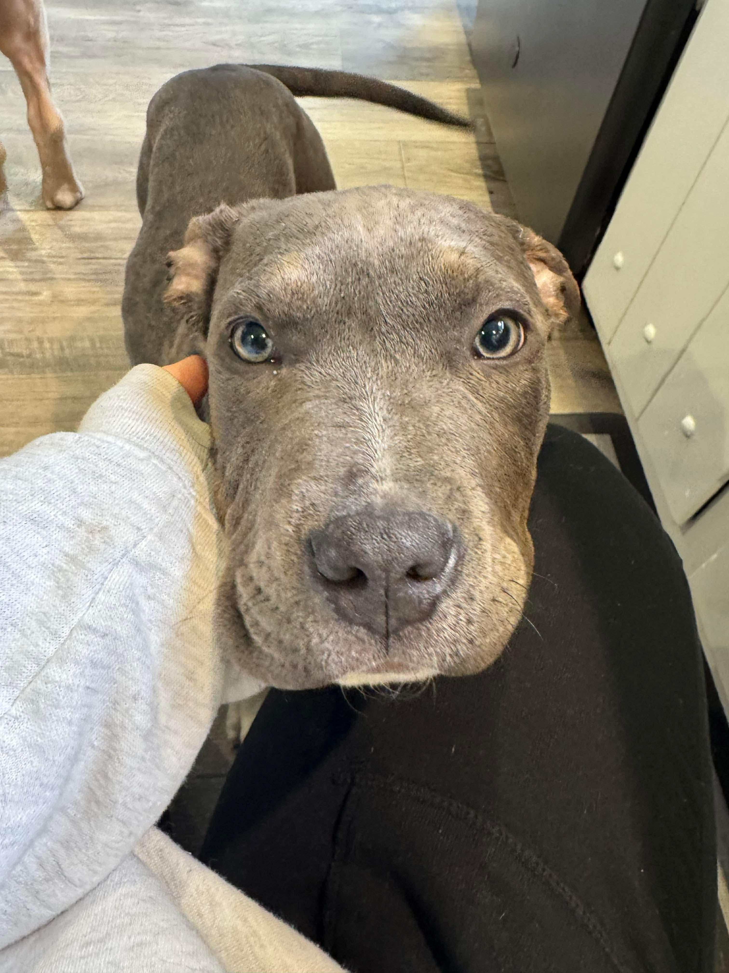 George, an adopted mixed breed in Jackson , NJ image 2/2