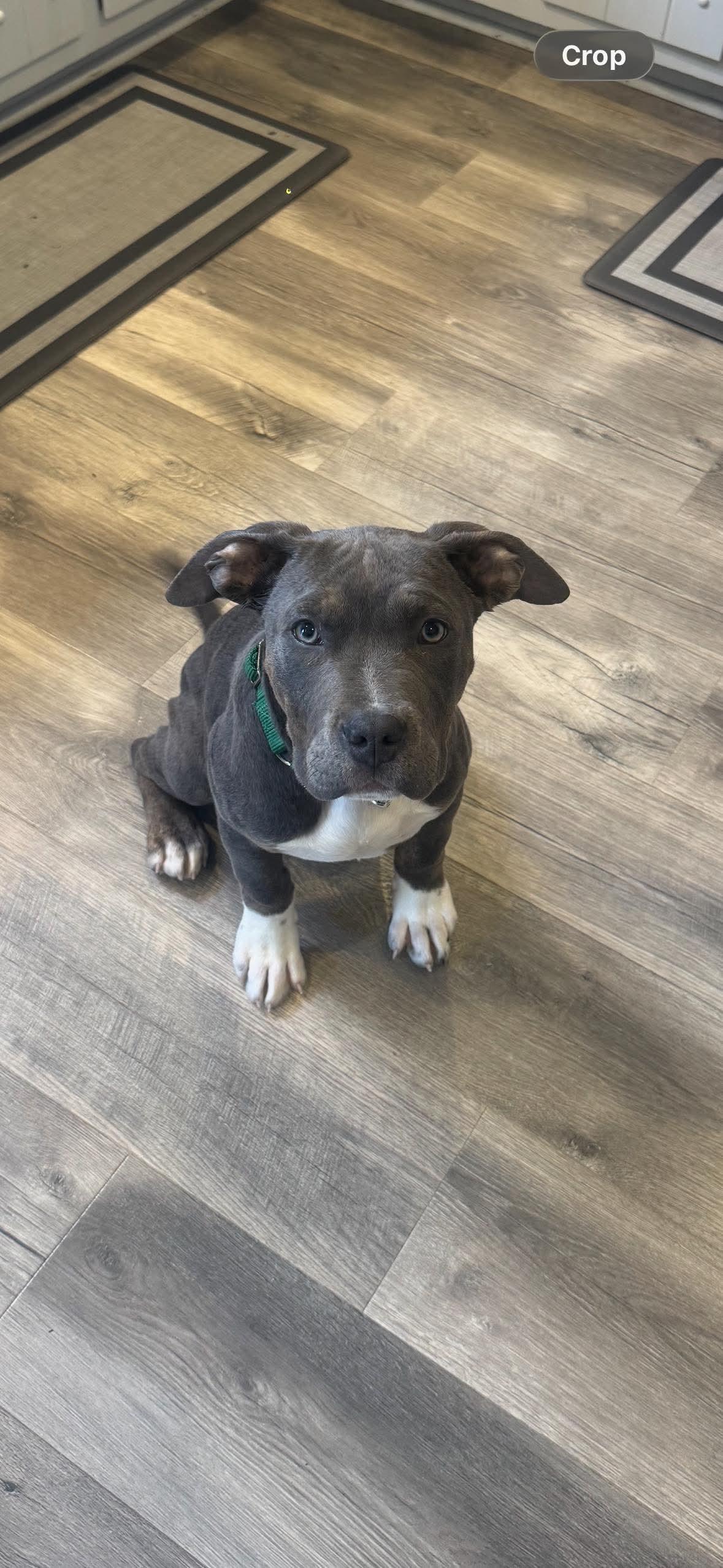 George, an adopted mixed breed in Jackson , NJ image 1/2