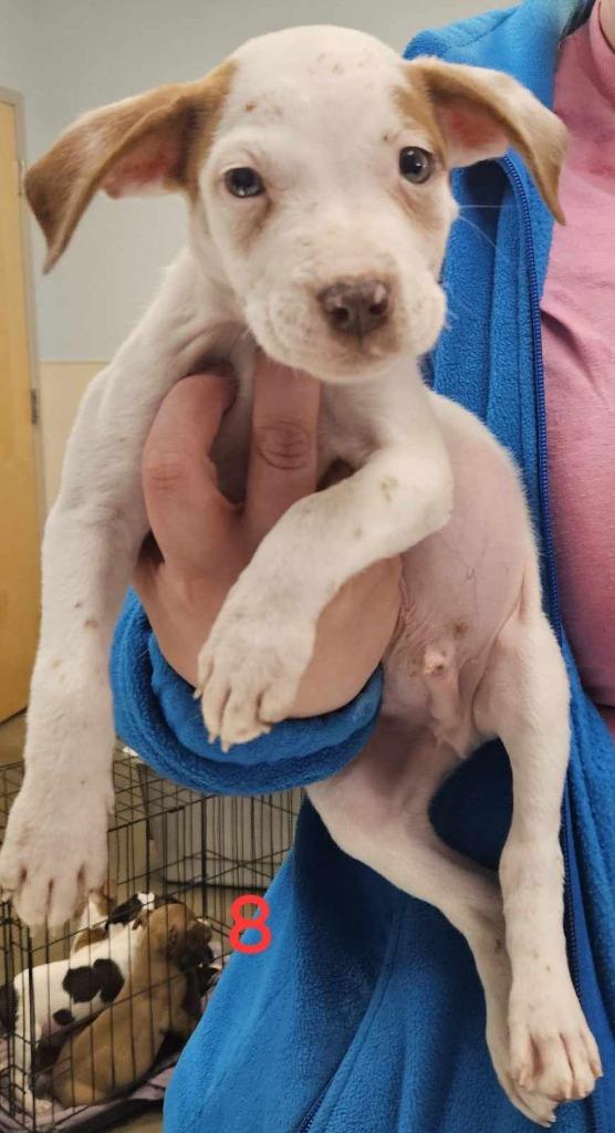 Spencer, a Adoptable mixed breed in Murphysboro, IL image 1/6