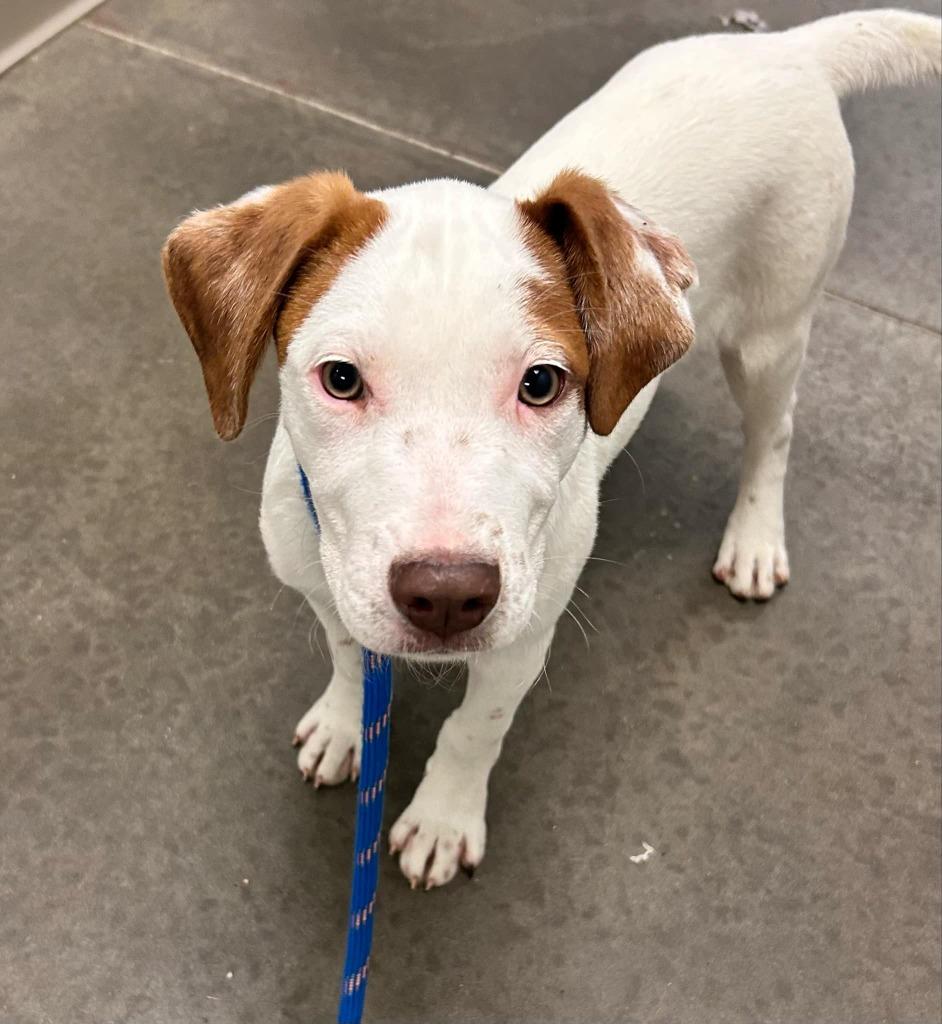 Spencer, a Adoptable mixed breed in Murphysboro, IL image 2/6
