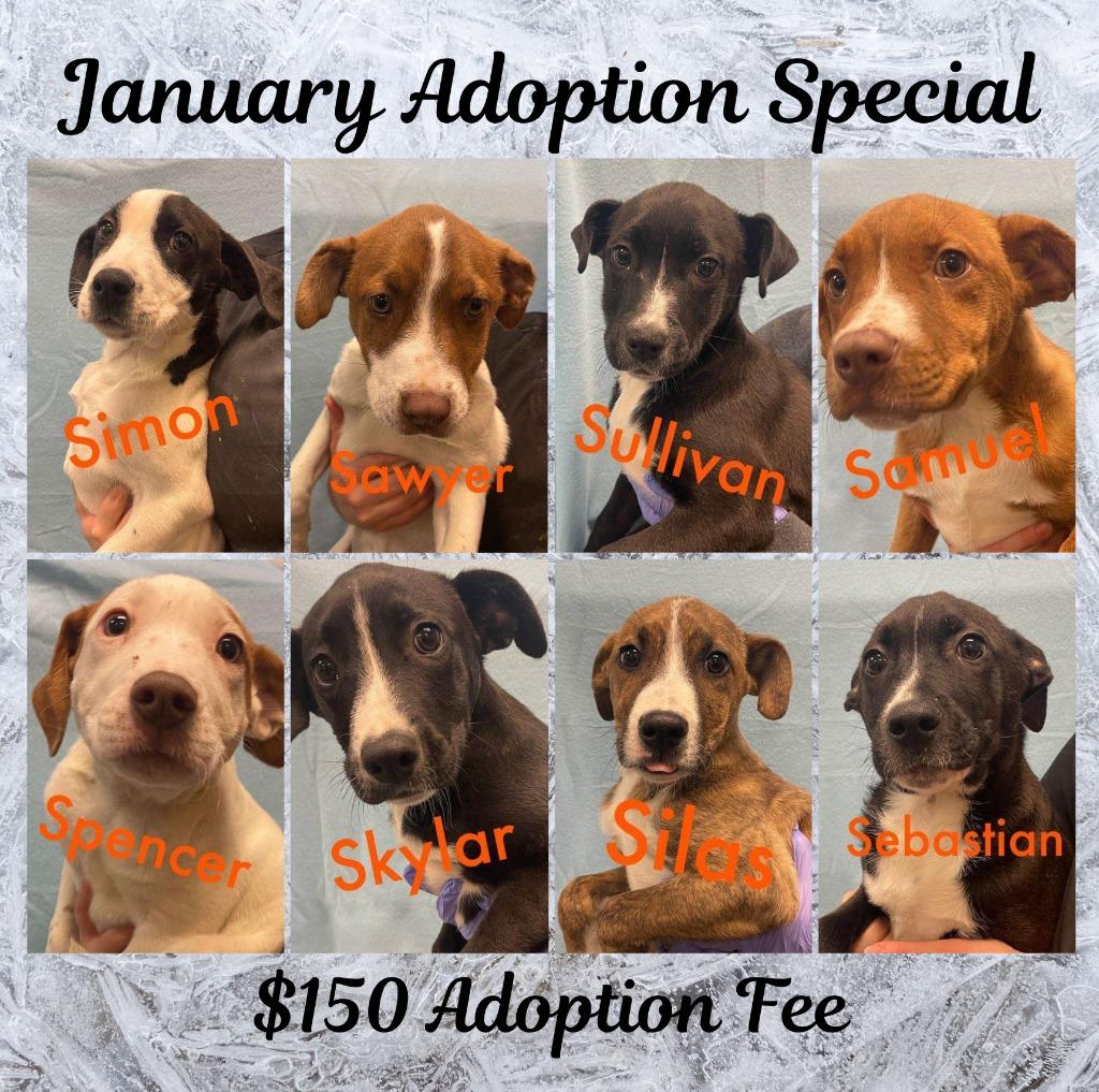 Enlarge Spencer, a Adoptable mixed breed in Murphysboro, IL image 2/6