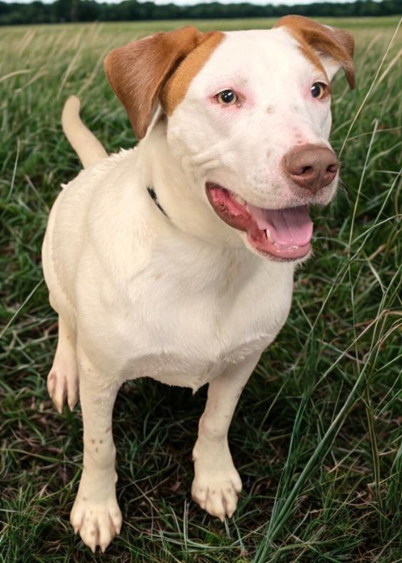 Enlarge Spencer, a Adoptable mixed breed in Murphysboro, IL image 3/6