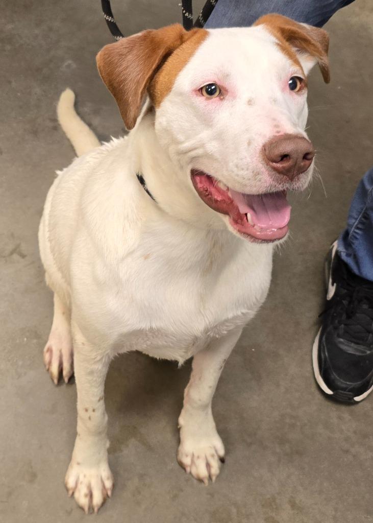 Spencer, a Adoptable mixed breed in Murphysboro, IL image 4/6