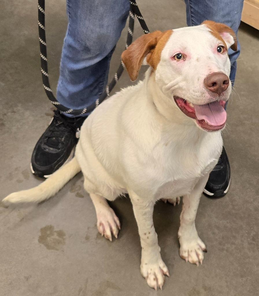 Enlarge Spencer, a Adoptable mixed breed in Murphysboro, IL image 6/6