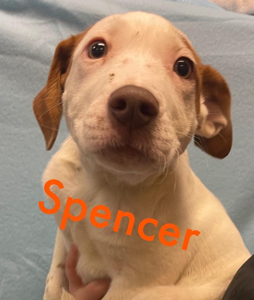 Spencer, a Adoptable mixed breed in Murphysboro, IL image 6/6