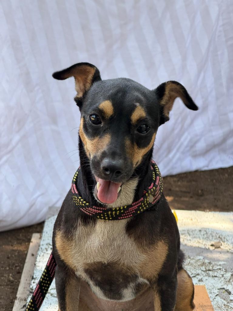 Signi, Adoptable, Young Female Rat Terrier & Miniature Pinscher.