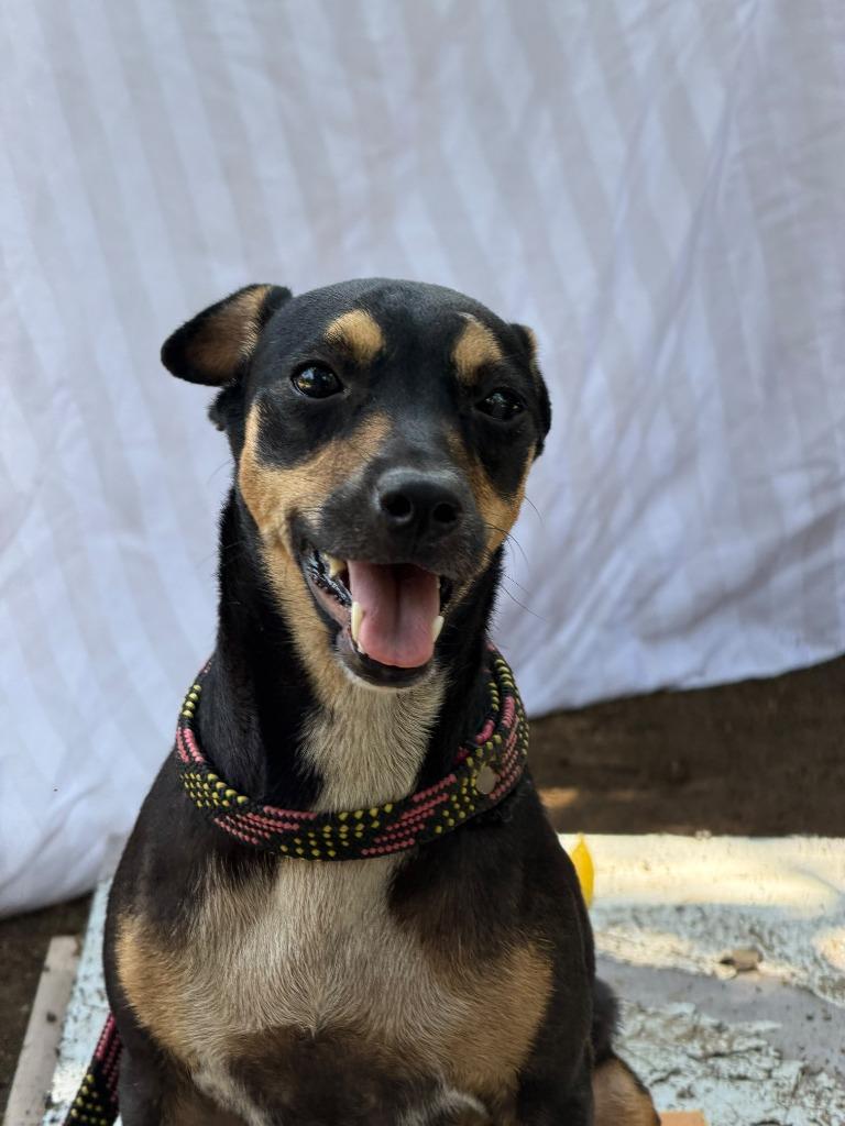 Enlarge Signi, a Adoptable mixed breed in San Diego, CA image 2/2