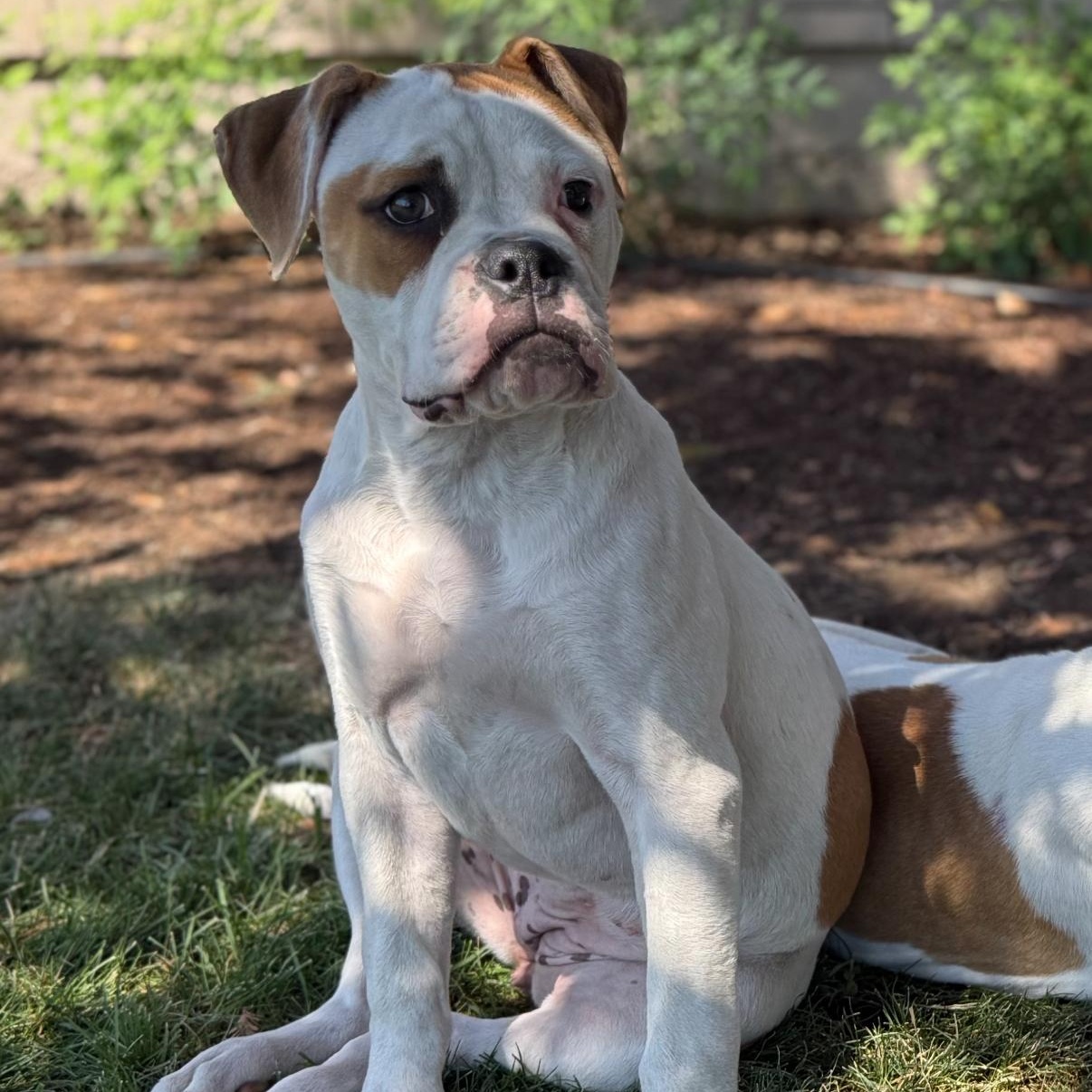 Enlarge Coco, a Adopted mixed breed in Medford, OR image 6/6