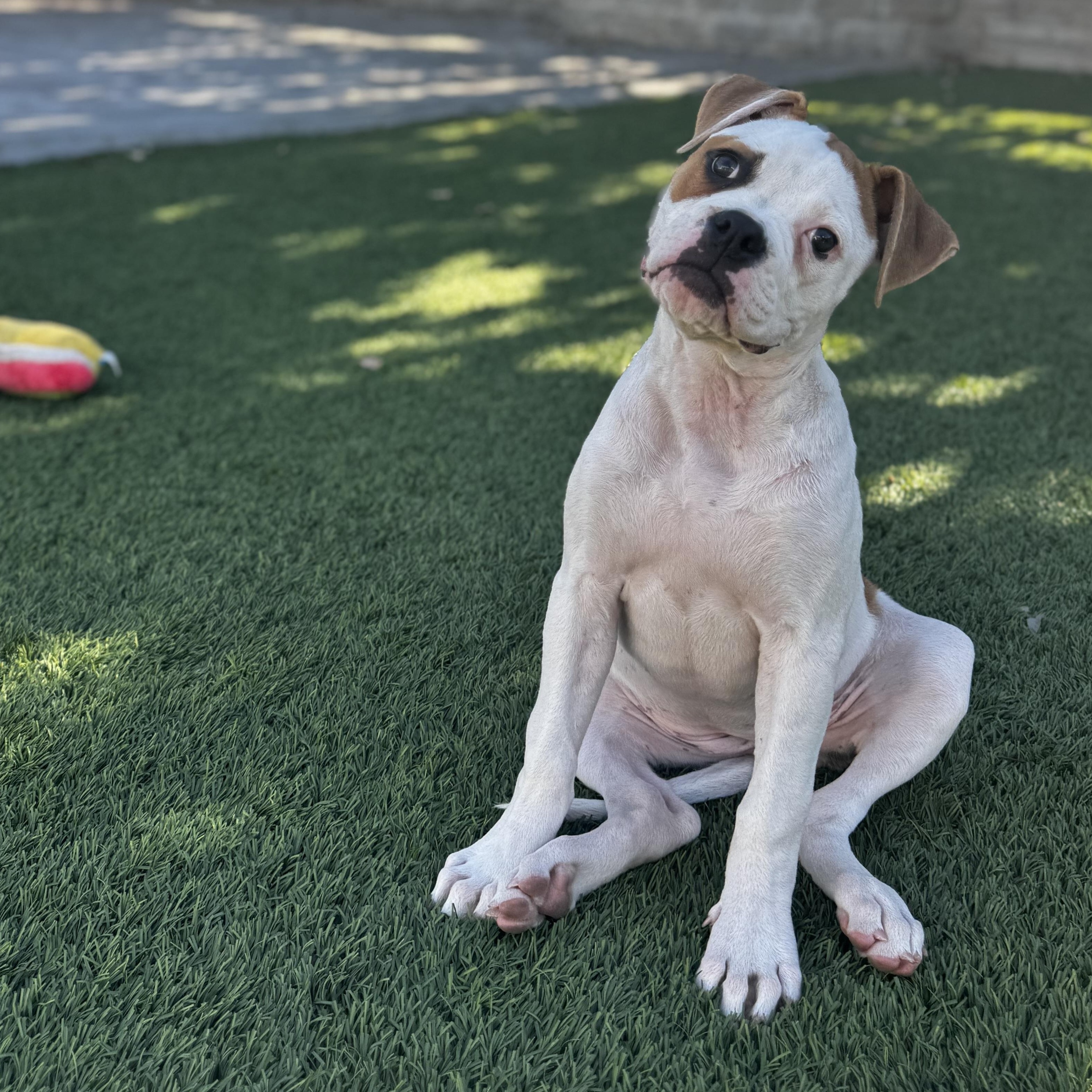 Coco, Adopted, Puppy Female Boxer.