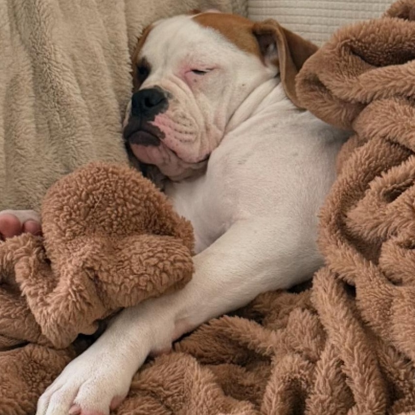 Enlarge Coco, a Adopted mixed breed in Medford, OR image 4/6