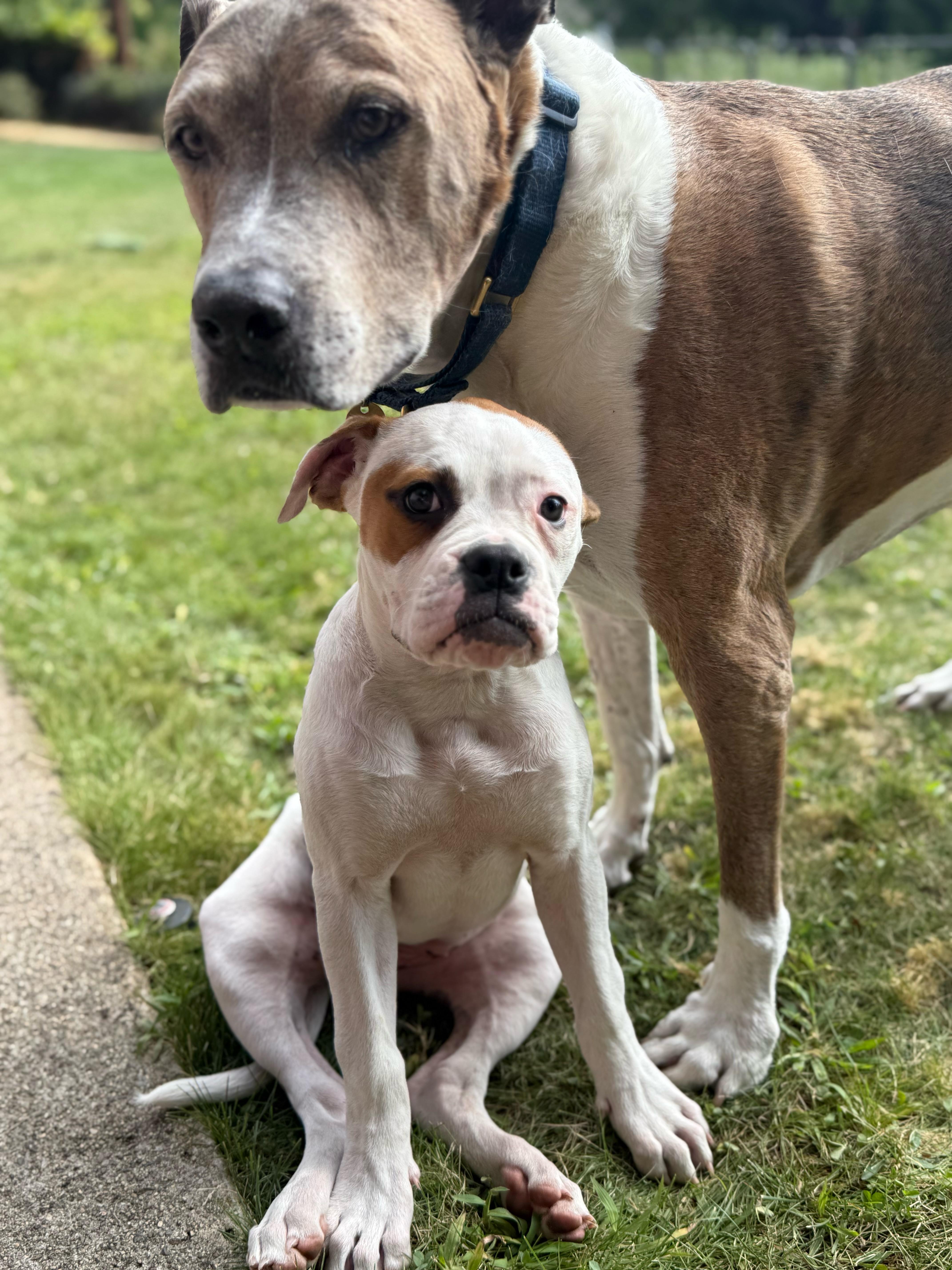 Enlarge Coco, a Adopted mixed breed in Medford, OR image 5/6